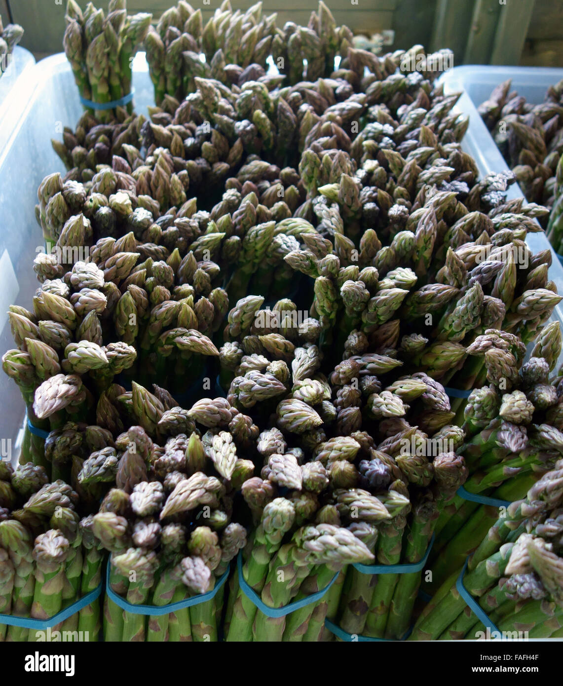Dicke Speere der köstlichen englischen Spargel Stockfoto