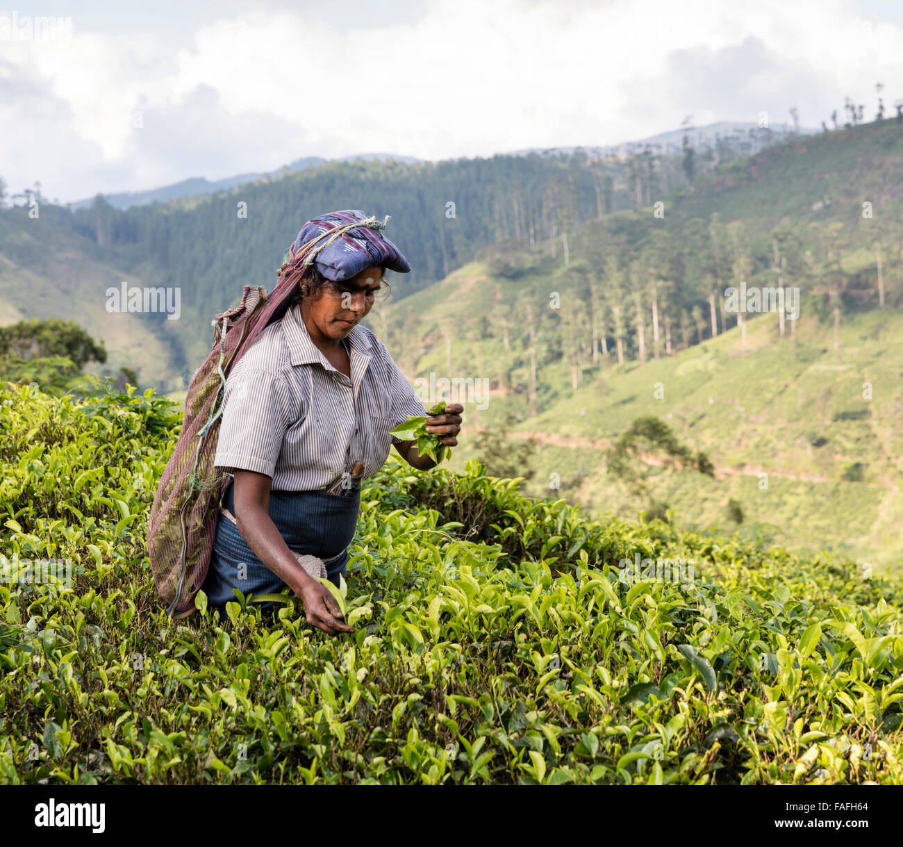 Tamilische Frau nimmt Tee in einer Teeplantage in der Nähe von Hatton in der Zentralprovinz Sri Lankas Stockfoto