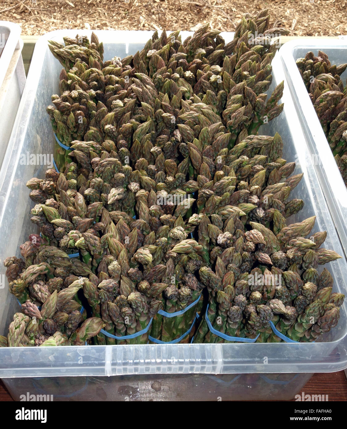 Dicke Speere der köstlichen englischen Spargel Stockfoto