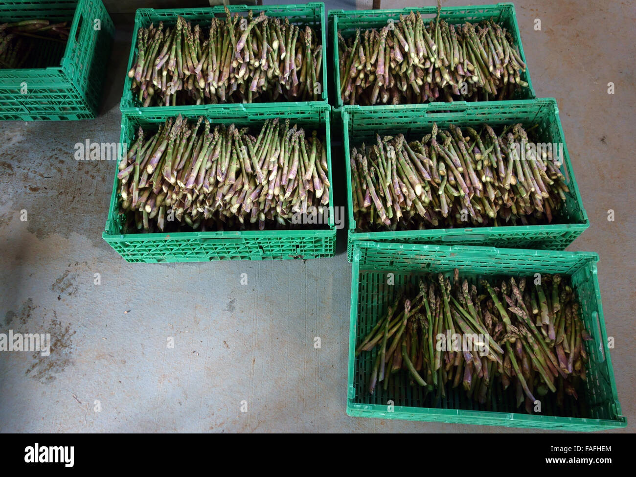 Bereit für die Benotung frisch geschnittenen Spargel Stockfoto