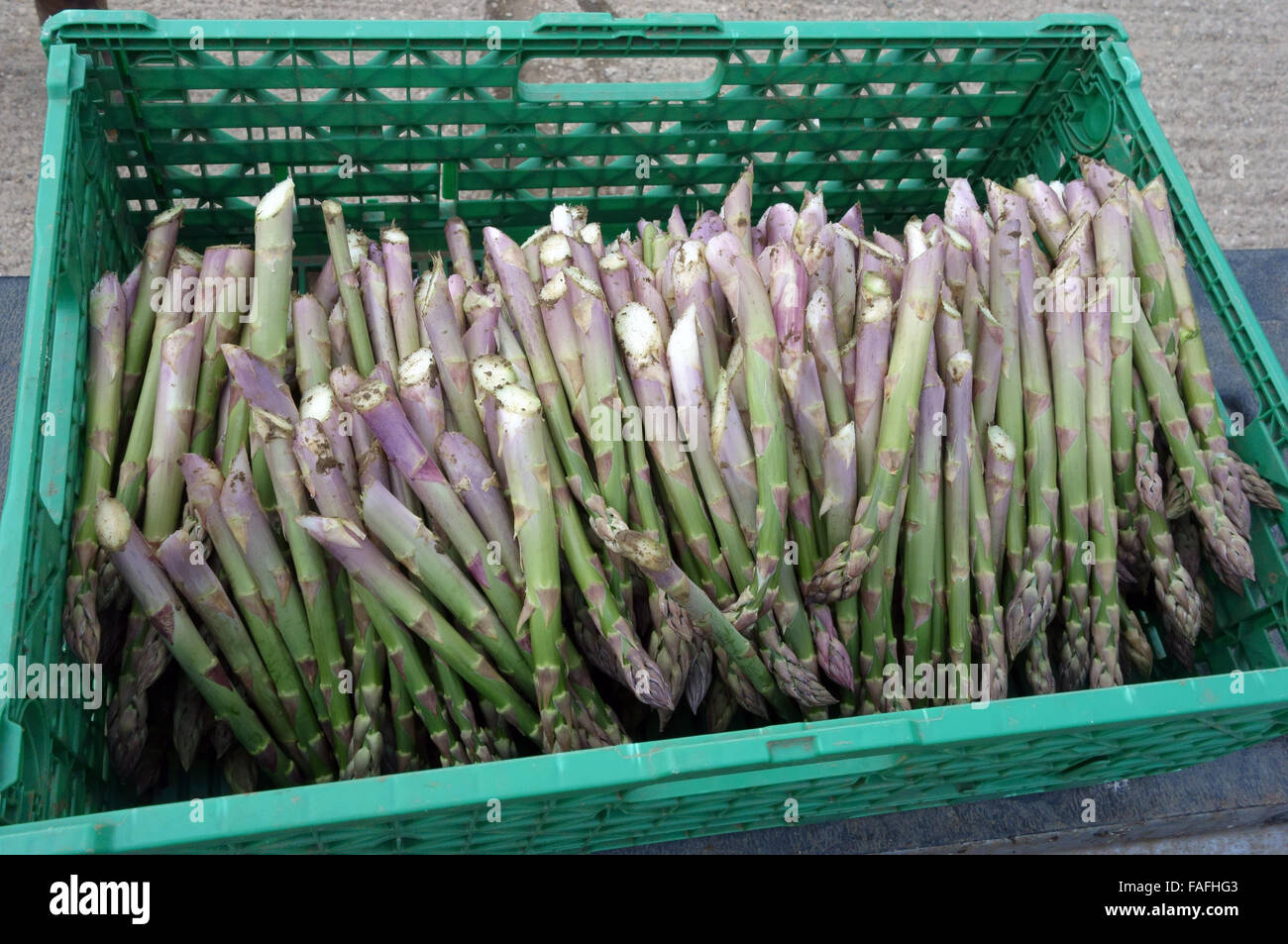 Dicke Speere der köstlichen englischen Spargel Stockfoto