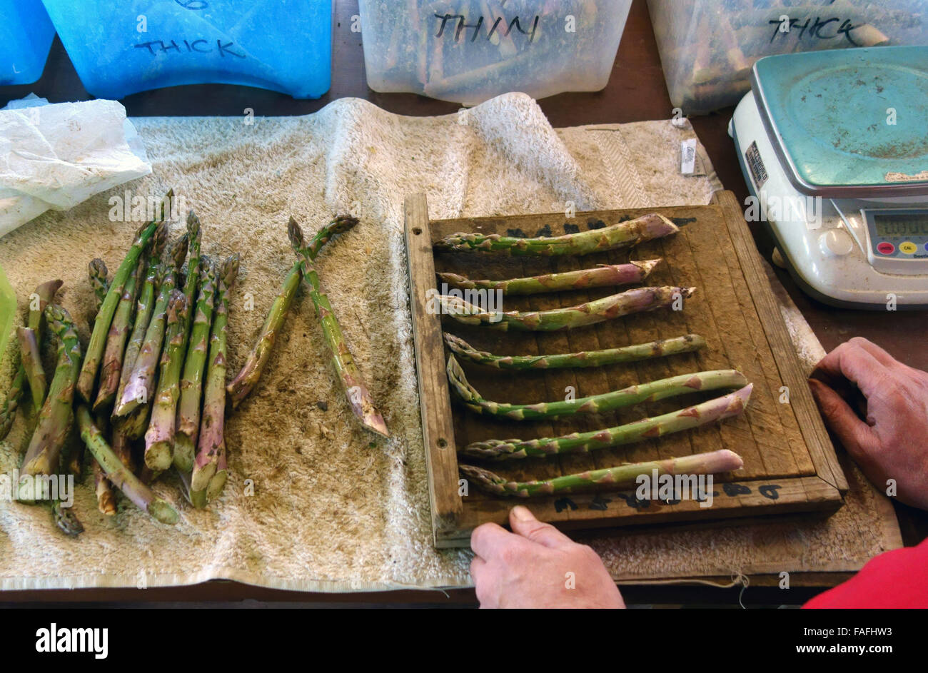 Feine englische Spargelstangen in vorbereitet werden Fett Trauben bereit zum Verkauf Stockfoto