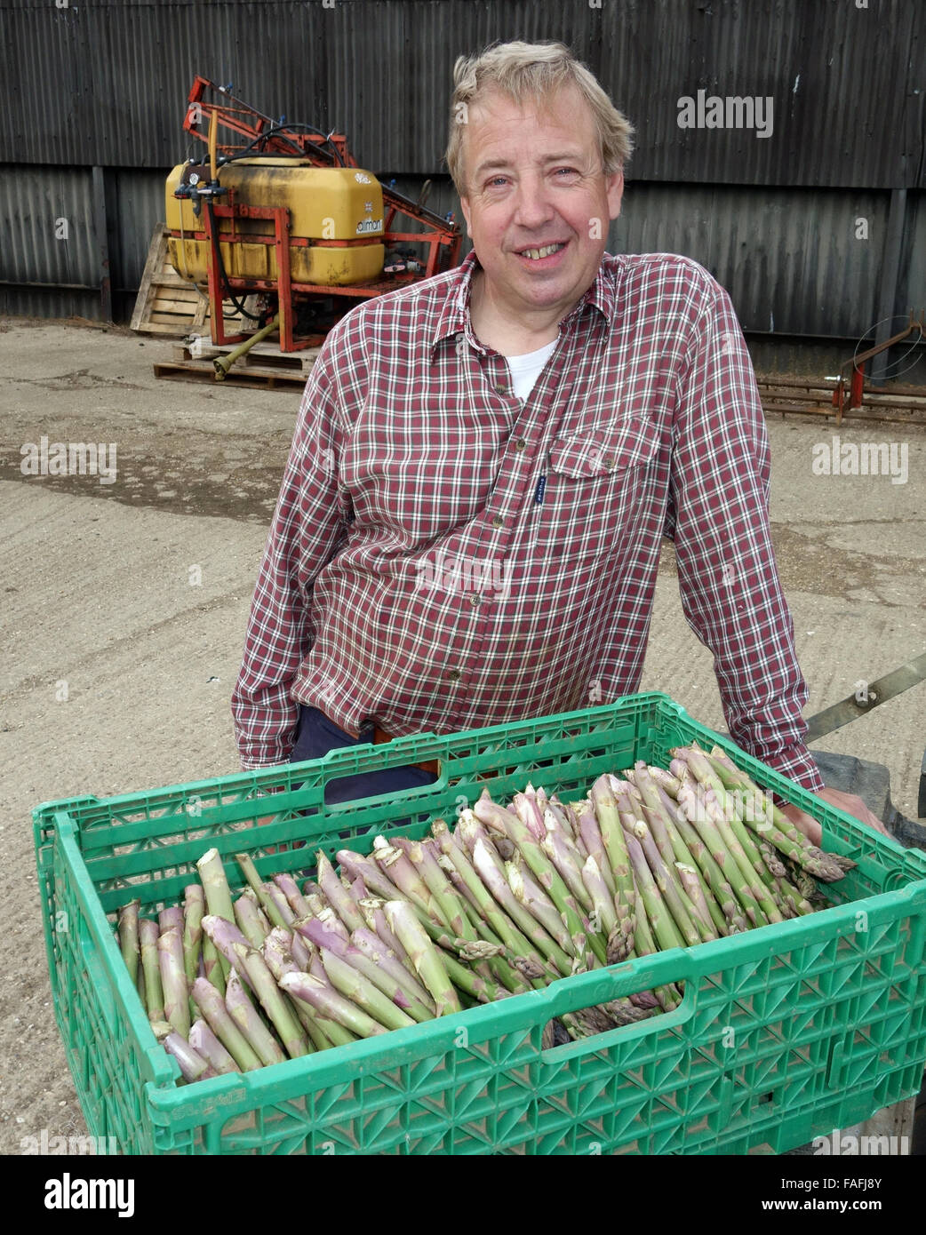 Landwirt mit einer Kiste von frisch geschnittenen englischen Spargel Stockfoto