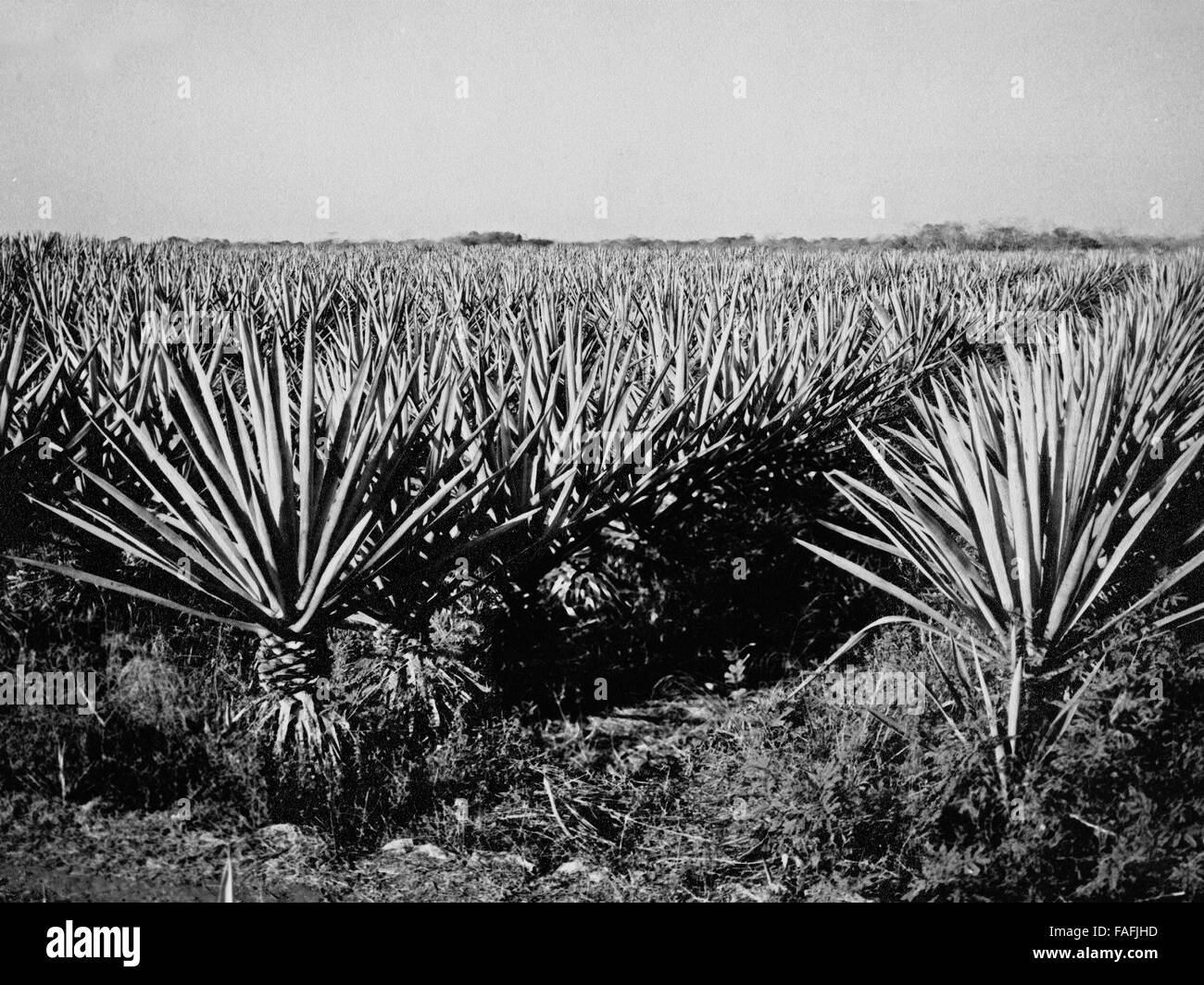 Agavenfed Zur Gewinnung von Sisal Auf der Halbinsel Yucatan, Mexiko 1970er Jahre. Bereich der Agaven für immer Sisal auf der Halbinsel Yucatan, Mexiko der 1970er Jahre. Stockfoto