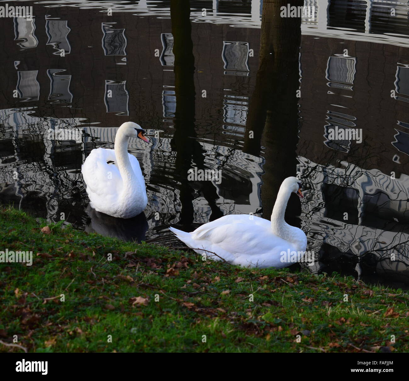 Zwei schöne, strahlend weiße Schwäne hängen in einem Amsterdamer Kanal, die die Rowhomes im Hintergrund reflektiert wird. Stockfoto