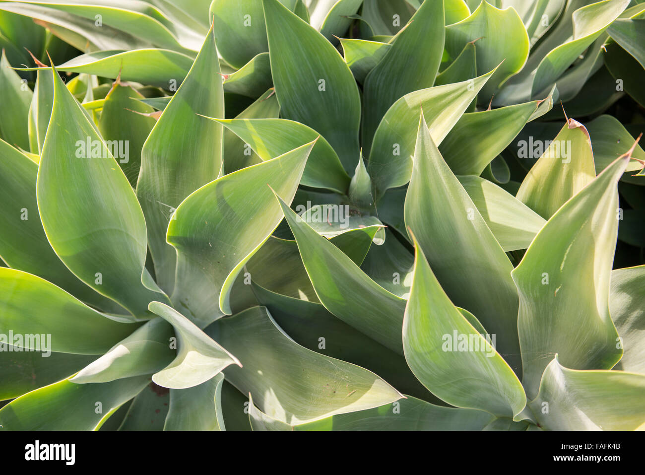 Schwan Hals Pflanze mit großen Stammwachstum Stockfoto
