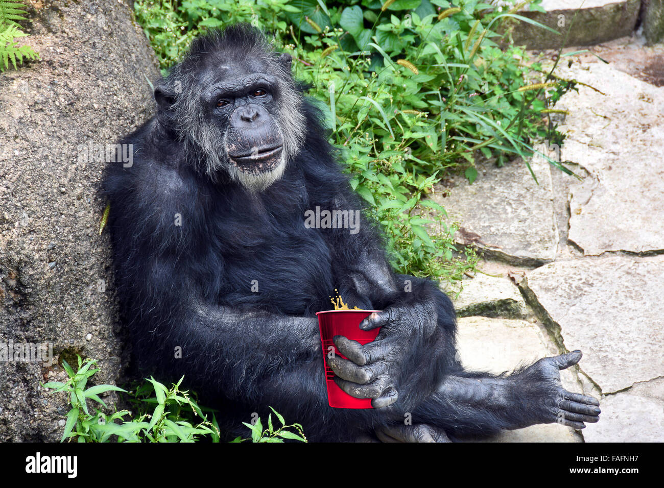 Schimpanse stützte sich auf einem großen Felsen mit einer Tasse rote Partei. Stockfoto