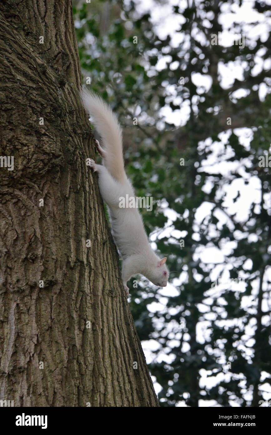Albino Eichhörnchen entdeckt in Hastings, East Sussex, UK. Stockfoto