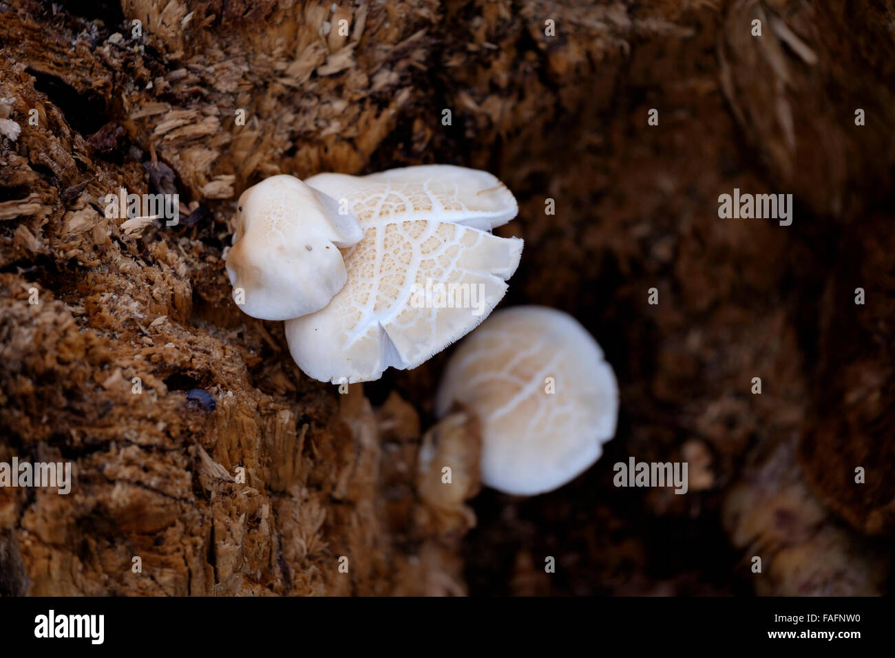 Weiße Pilze wachsen auf einem Baumstamm Stockfoto