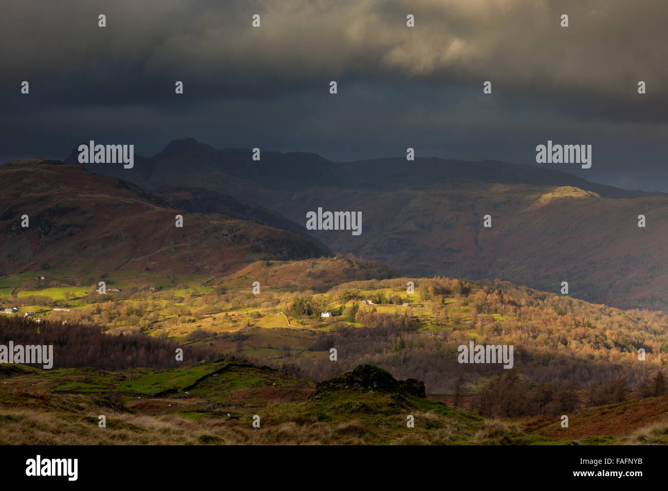 Lingmoor fiel in der Sonne, gesehen vom Schwarzfels, in der Nähe von Tarn Hows, Lake District, Cumbria Stockfoto