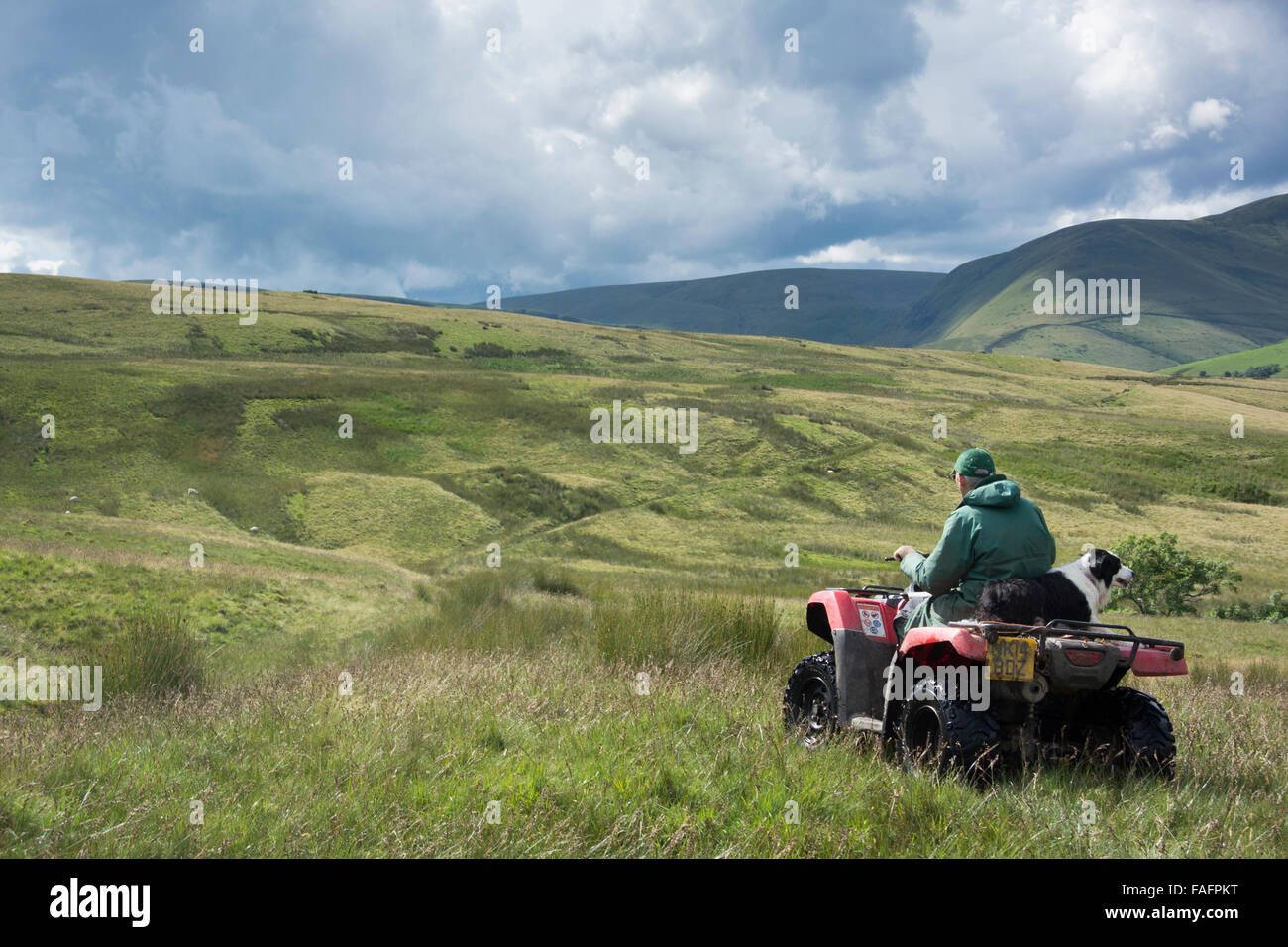 Hirte auf einem Quad-Bike mit Schäferhund sitzt hinter ihm fahren auf Moorland, UK Stockfoto