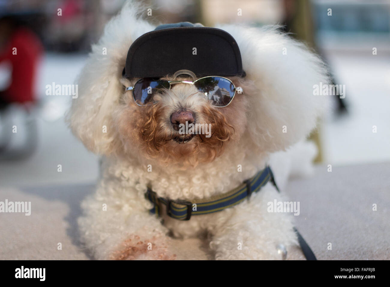 Bichon Frise gekleidet in Kappe und Sonnenbrille. Stockfoto