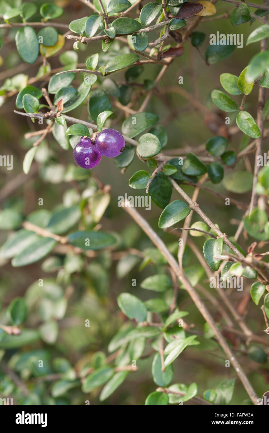 Lila beeren Fotos und Bildmaterial in hoher Auflösung Alamy