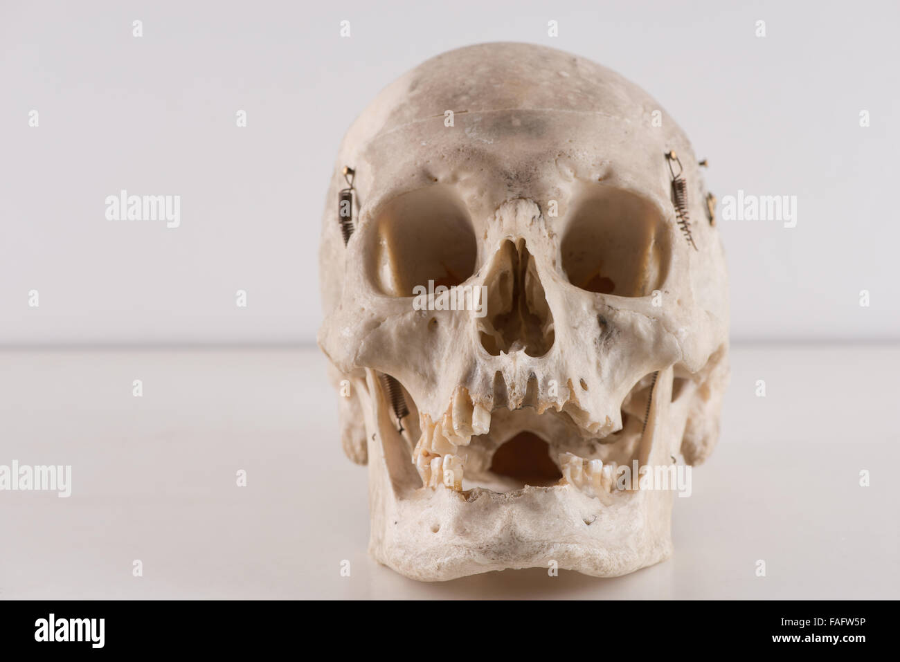 Anatomie und Physiologie des echten menschlichen Schädel Schädel für die wissenschaftliche Forschung etwas grausamen in Pathologie Ateliertisch Stockfoto