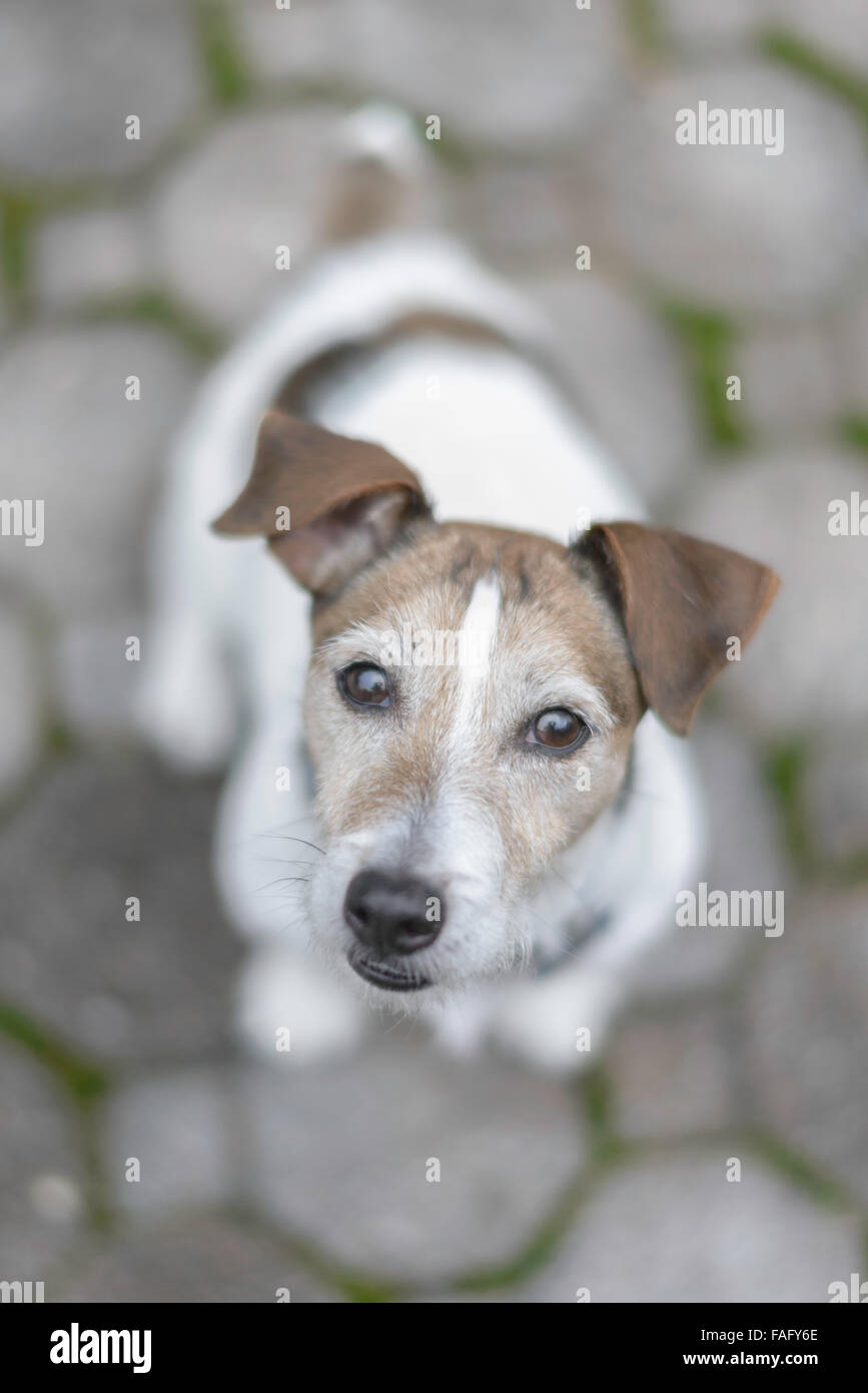 Buzz, ein Jack-Russell-Terrier Stockfoto