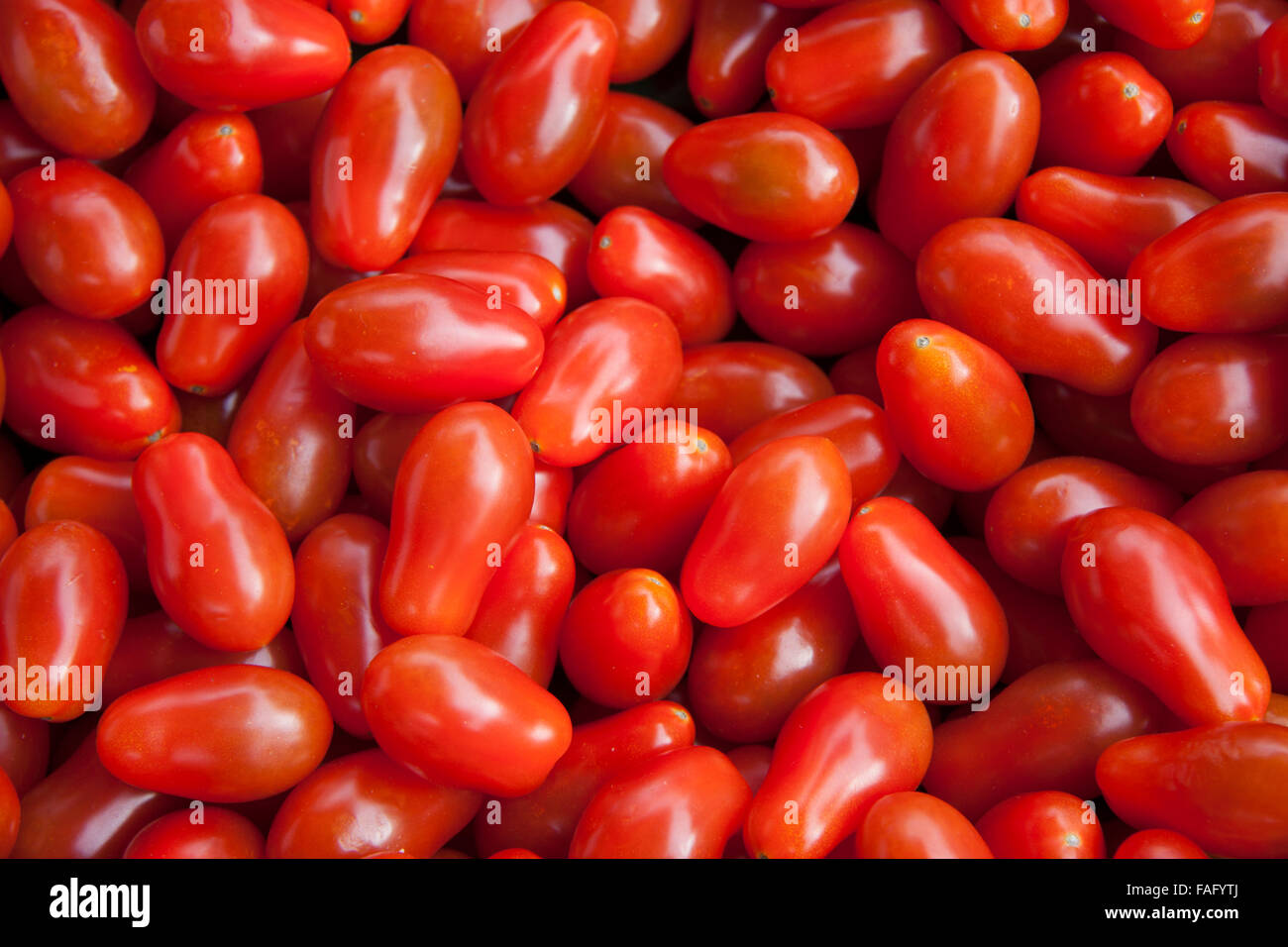 Nahaufnahme der kleinen Salat Plum Tomaten, Gattung Lycopersicon Stockfoto