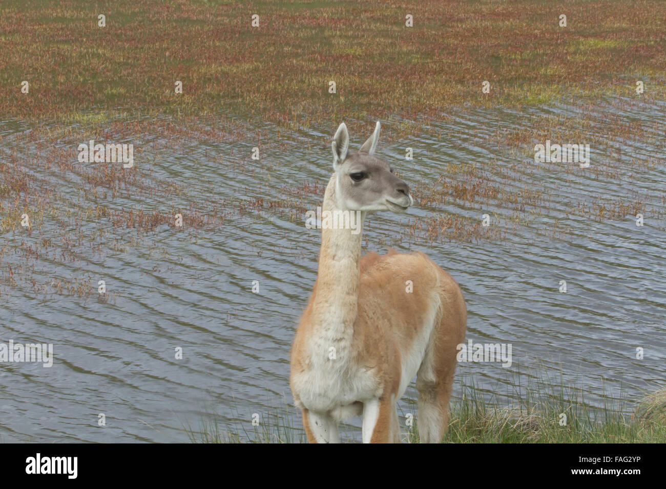 Profil von Guanako tatenlos Gewässerrand im chilenischen Steppe mit closely Ohren. Stockfoto
