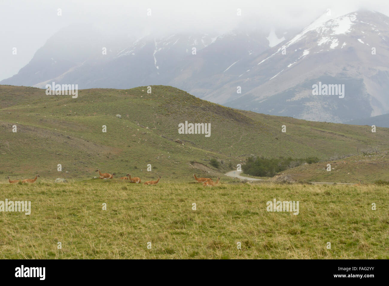 Guanakos in Steppen Feld in den Ausläufern der Anden, Chile. Stockfoto