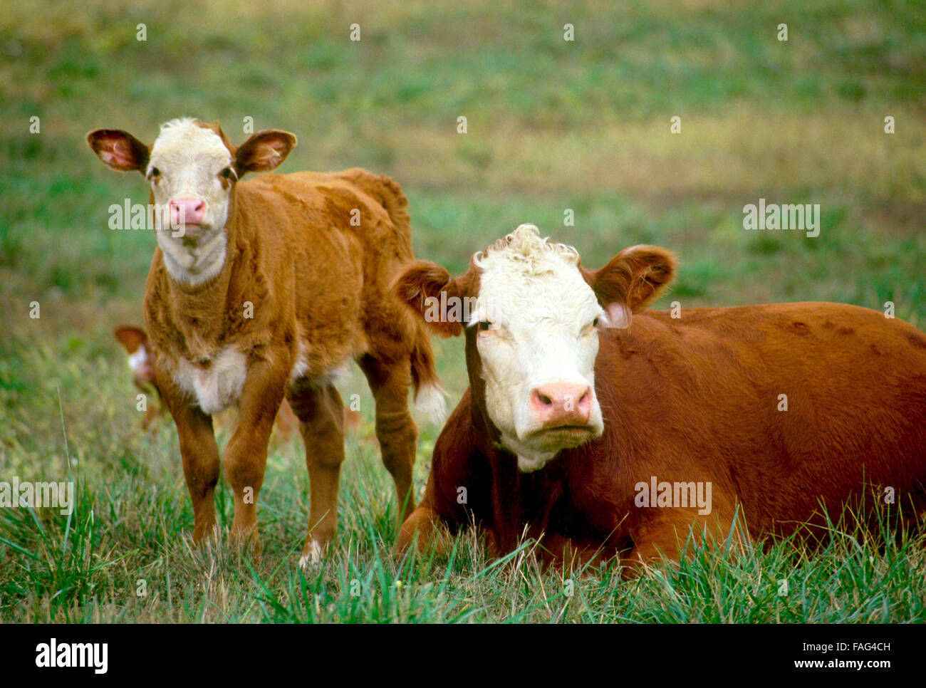 White stellte sich Hereford-Kühen, Bos primigenius taurus, Mutter und Baby, entspannt und beobachtet vom Feld, Missouri USA Stockfoto