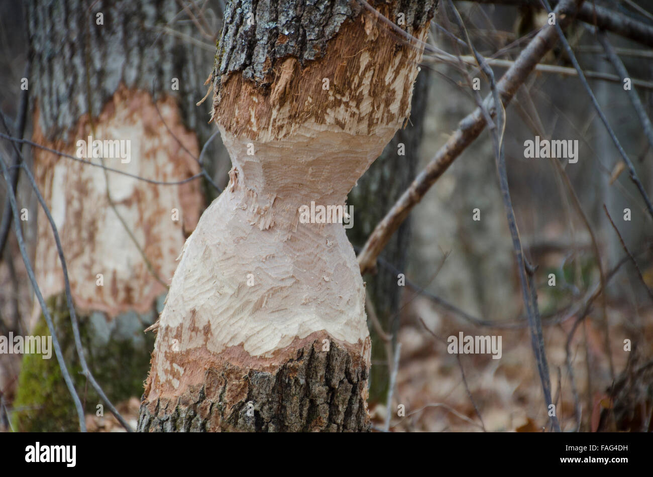 Biber, Castoridae Canadensis, Schäden an Eiche, Maine, USA Stockfoto
