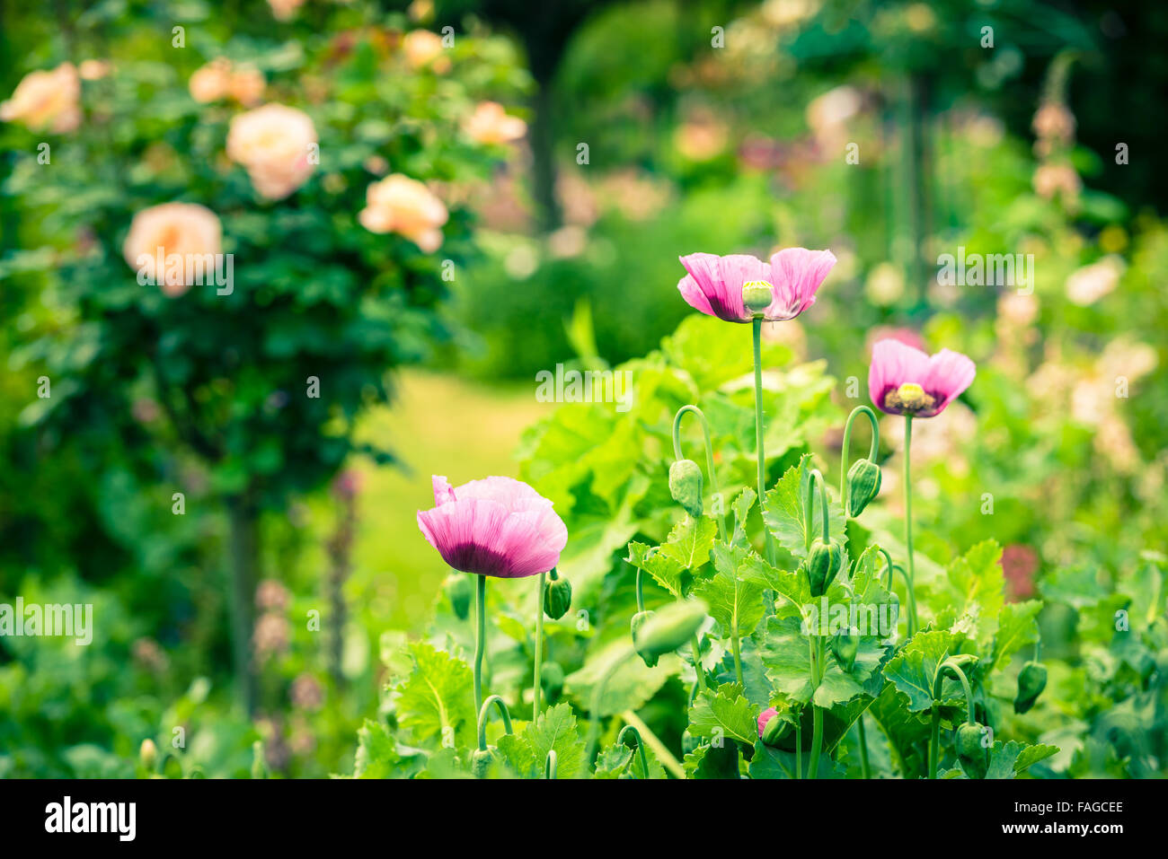 Rosa Mohnblumen im Sommergarten am sonnigen Tag. Horizontalen Schuss Stockfoto