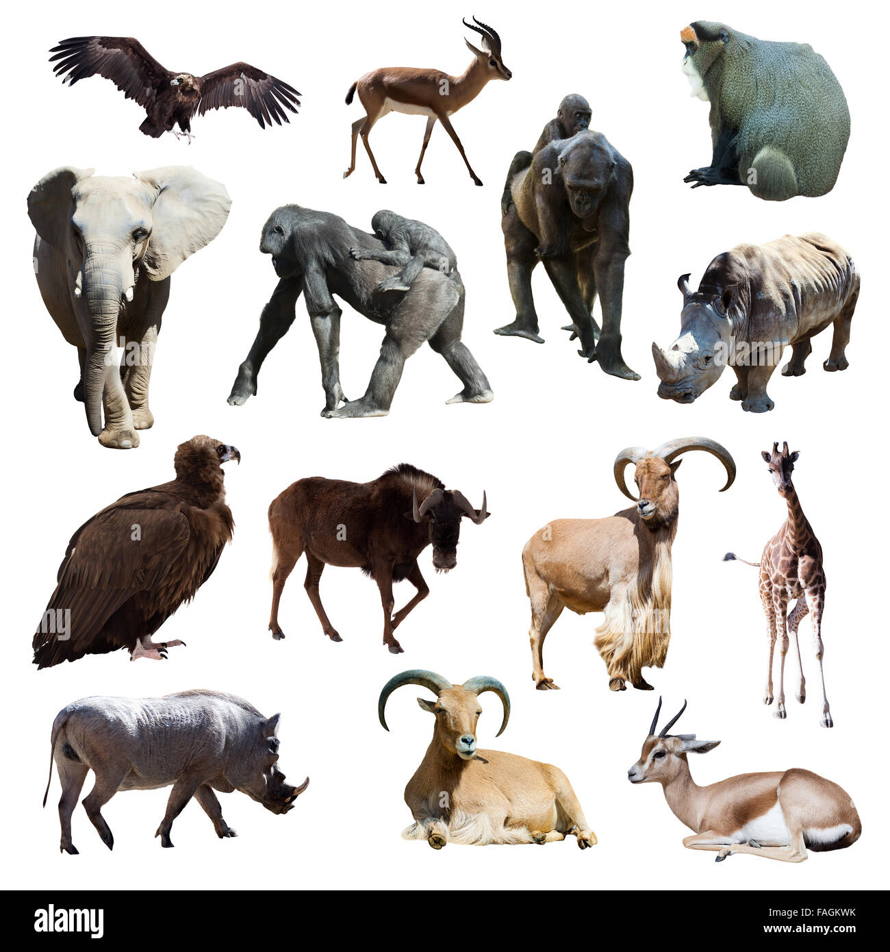 Afrikanische Tiere. Isoliert auf weißem Hintergrund Stockfoto