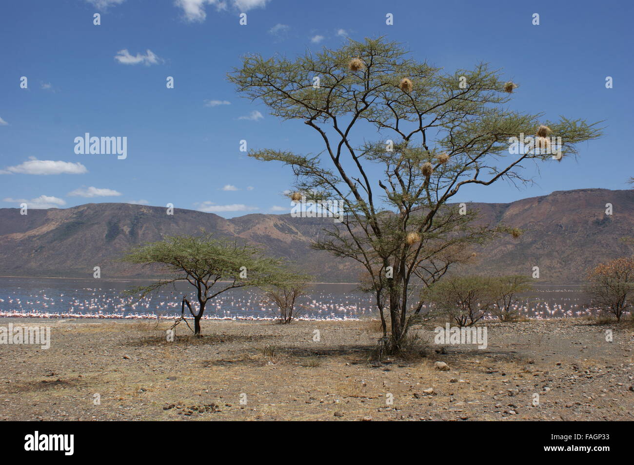 Der Baum am Ufer des Sees. Viele Vogelnester in den Zweigen. See mit Flamingos im Hintergrund. Kenia, Afrika Stockfoto