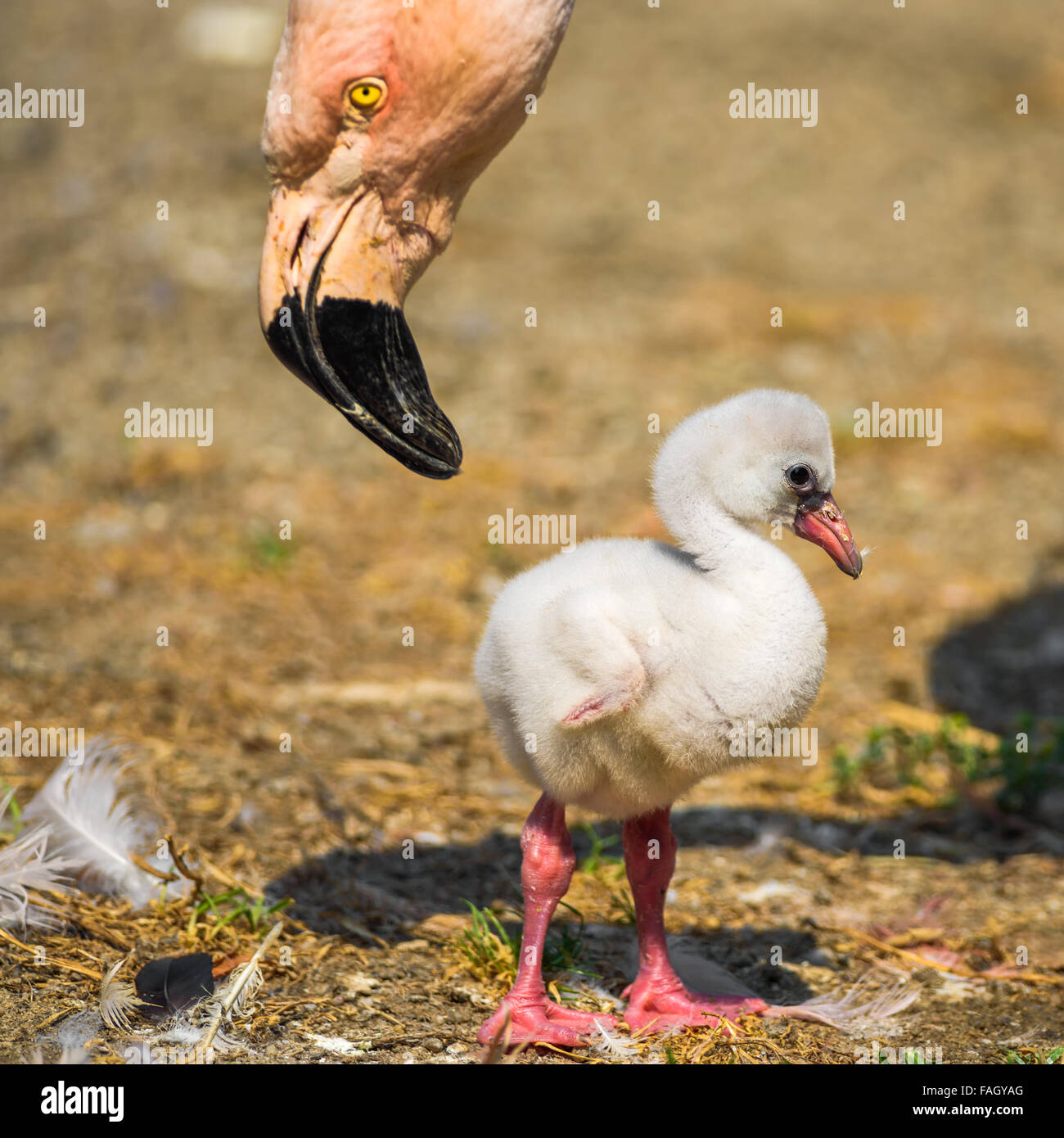 Baby-Vogel von der amerikanischen Flamingo (Phoenicopterus Ruber) in der Nähe von seinem übergeordneten Element. Stockfoto