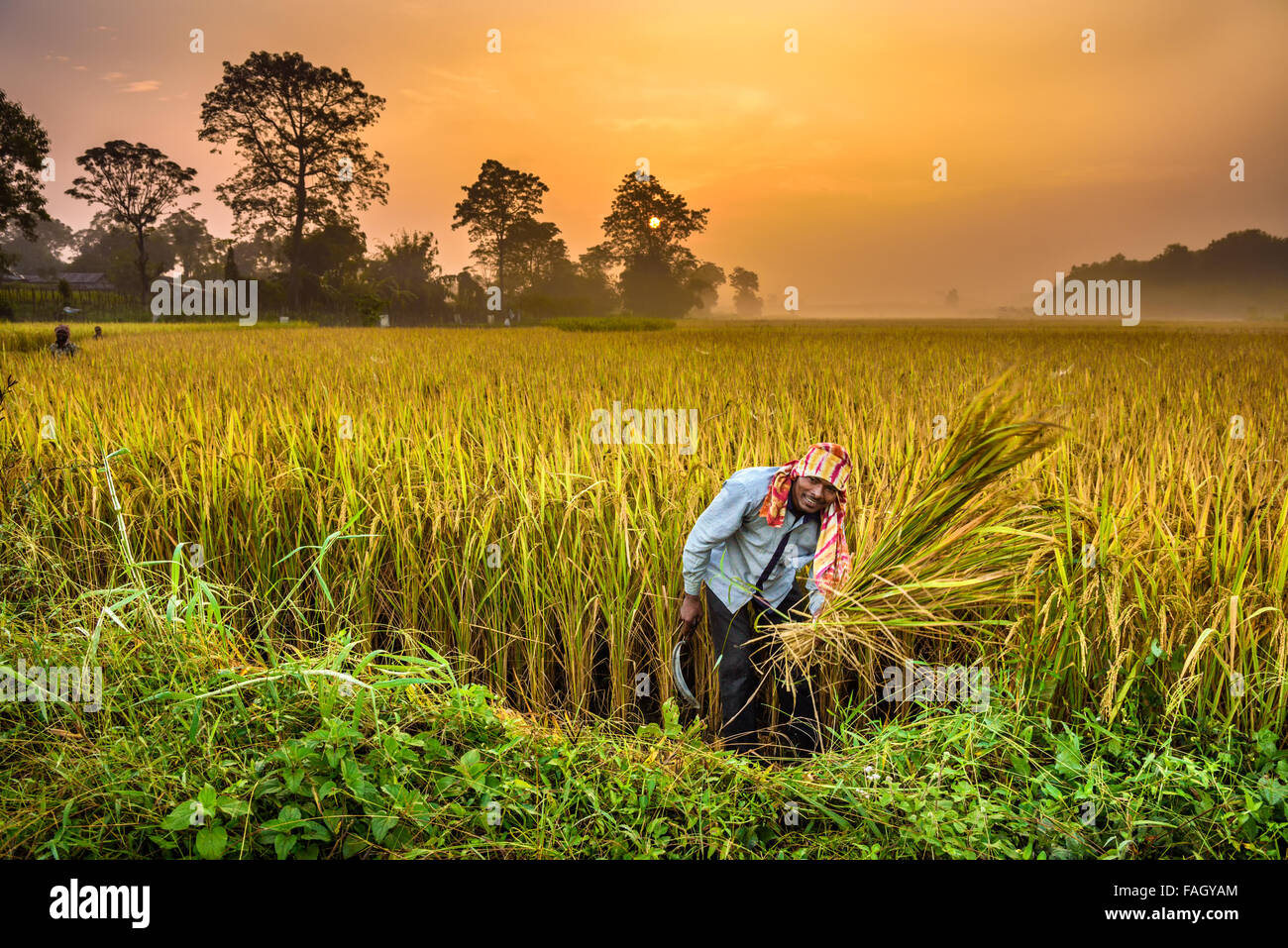 Nepalesische Mann arbeitet in einem Reisfeld bei Sonnenaufgang Stockfoto