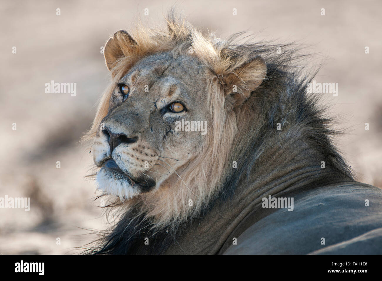 Löwe (Panthera Leo), rückblickend, Porträt, Kgalagadi Transfrontier National Park, Provinz Nordkap, Südafrika Stockfoto
