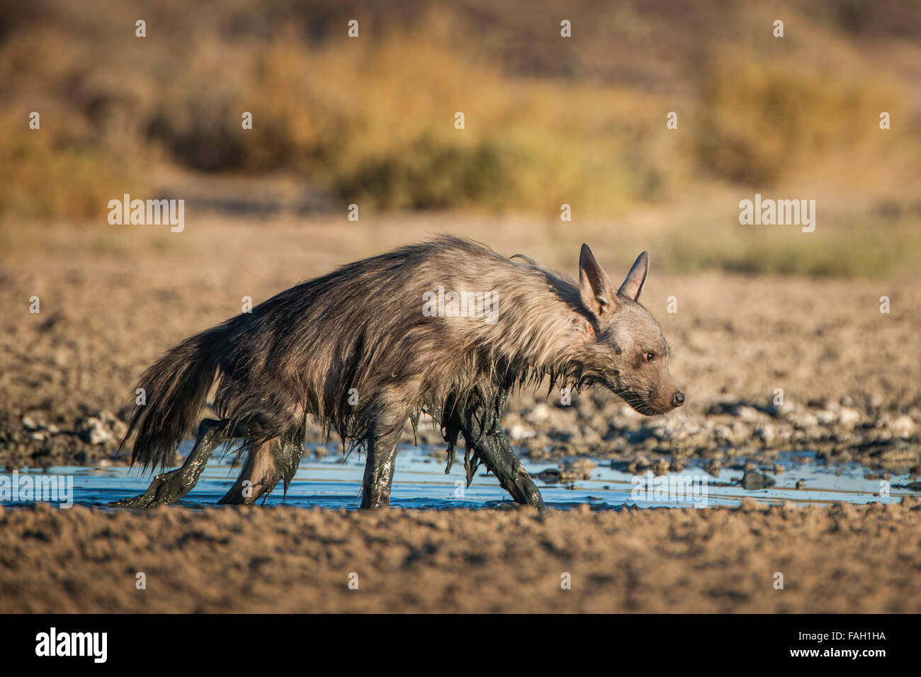 Braune Hyäne (zerbeissen Brunnea) am Wasserloch nach Schlammbad, Kgalagadi Transfrontier Park, Northern Cape, Südafrika Stockfoto