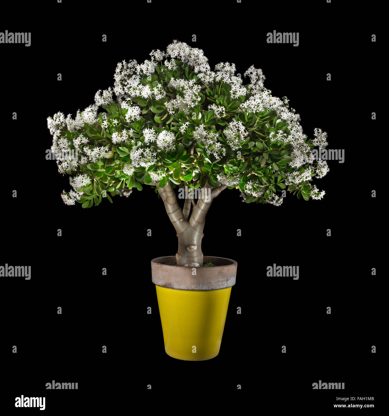 Eine Topfpflanze von einer blühenden Crassula Ovata, allgemein bekannt als Jade-Anlage, fotografiert im Studio auf einem schwarzen Hintergrund. Stockfoto