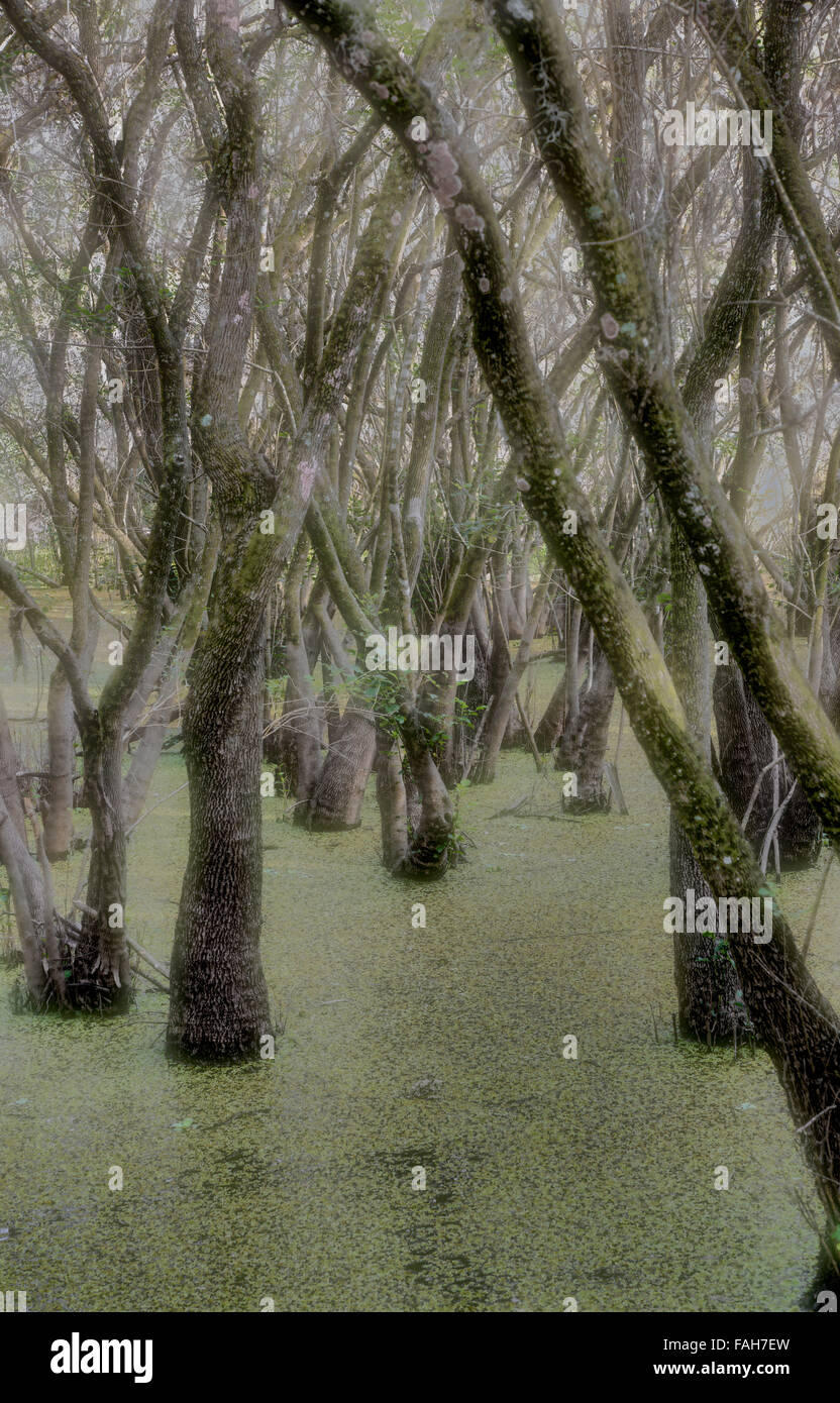 Seltsame unheimlich aussehende Bäume im Sumpf Stockfoto