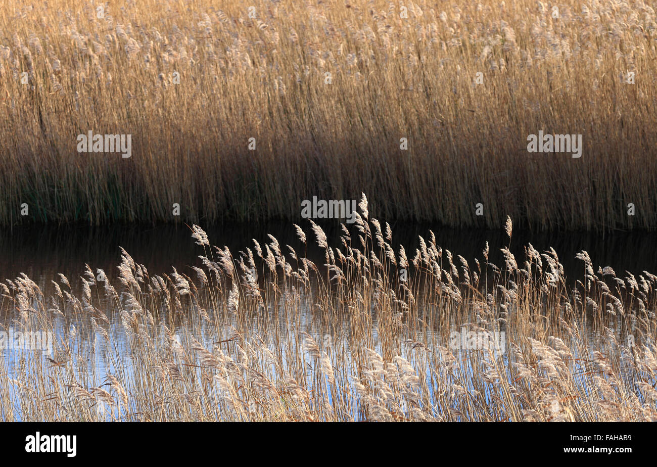 Schilf wächst in Sümpfen an der Küste von Norfolk. Stockfoto