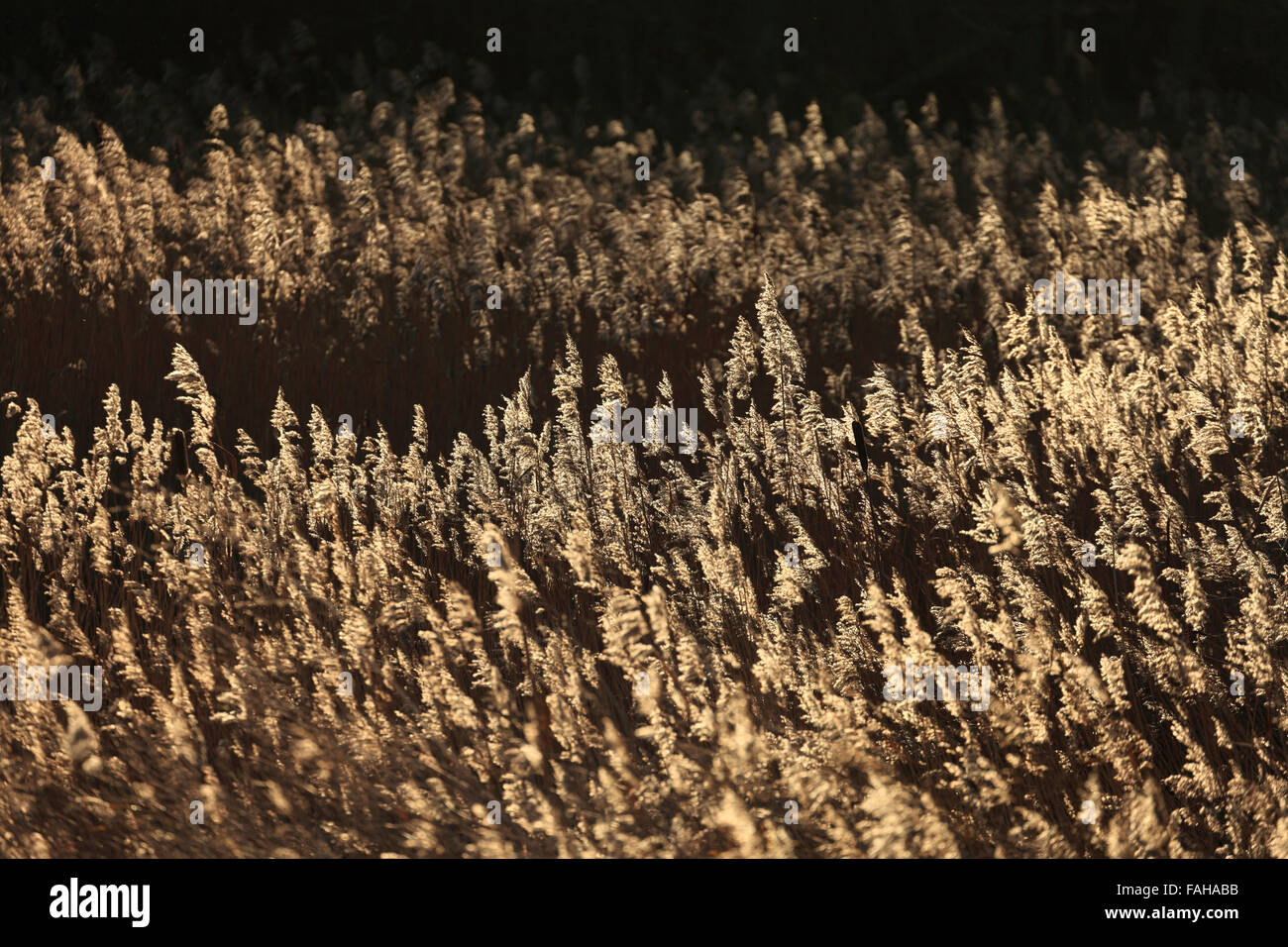 Schilf wächst in Sümpfen an der Küste von Norfolk. Stockfoto