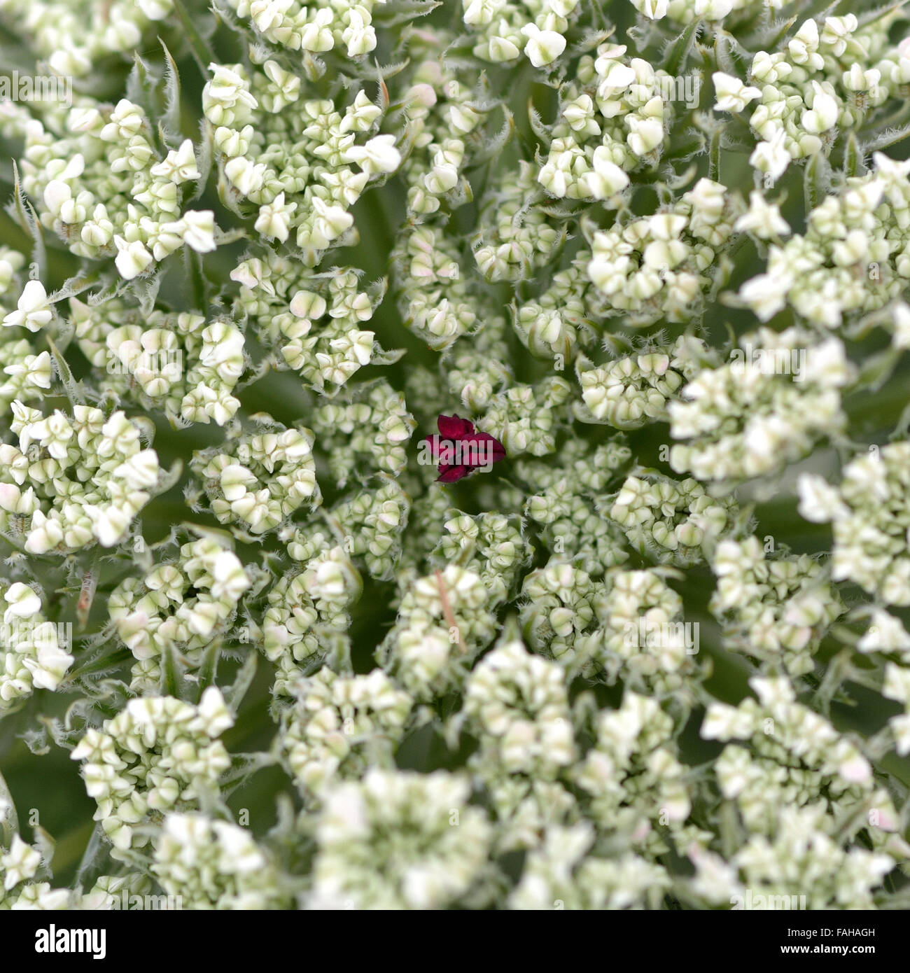 Wilde Möhre (Daucus Carota). Die Verwandten der Karotte, diese Blume in der Familie Apiaceae zeigt die typische einzelne rote Blume Stockfoto