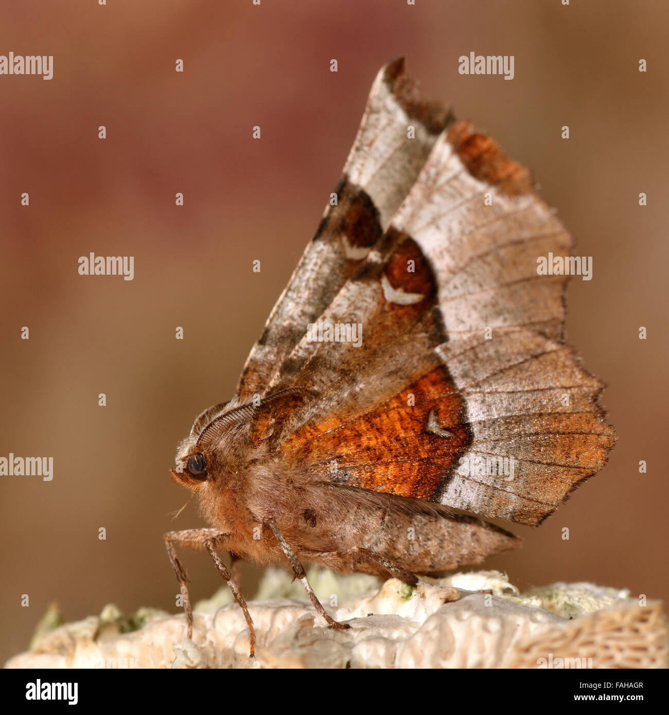 Lila Dorn Motte (Selenia Tetralunaria). Eine wunderschön farbigen Motte mit der Unterseite der Flügel sichtbar Stockfoto