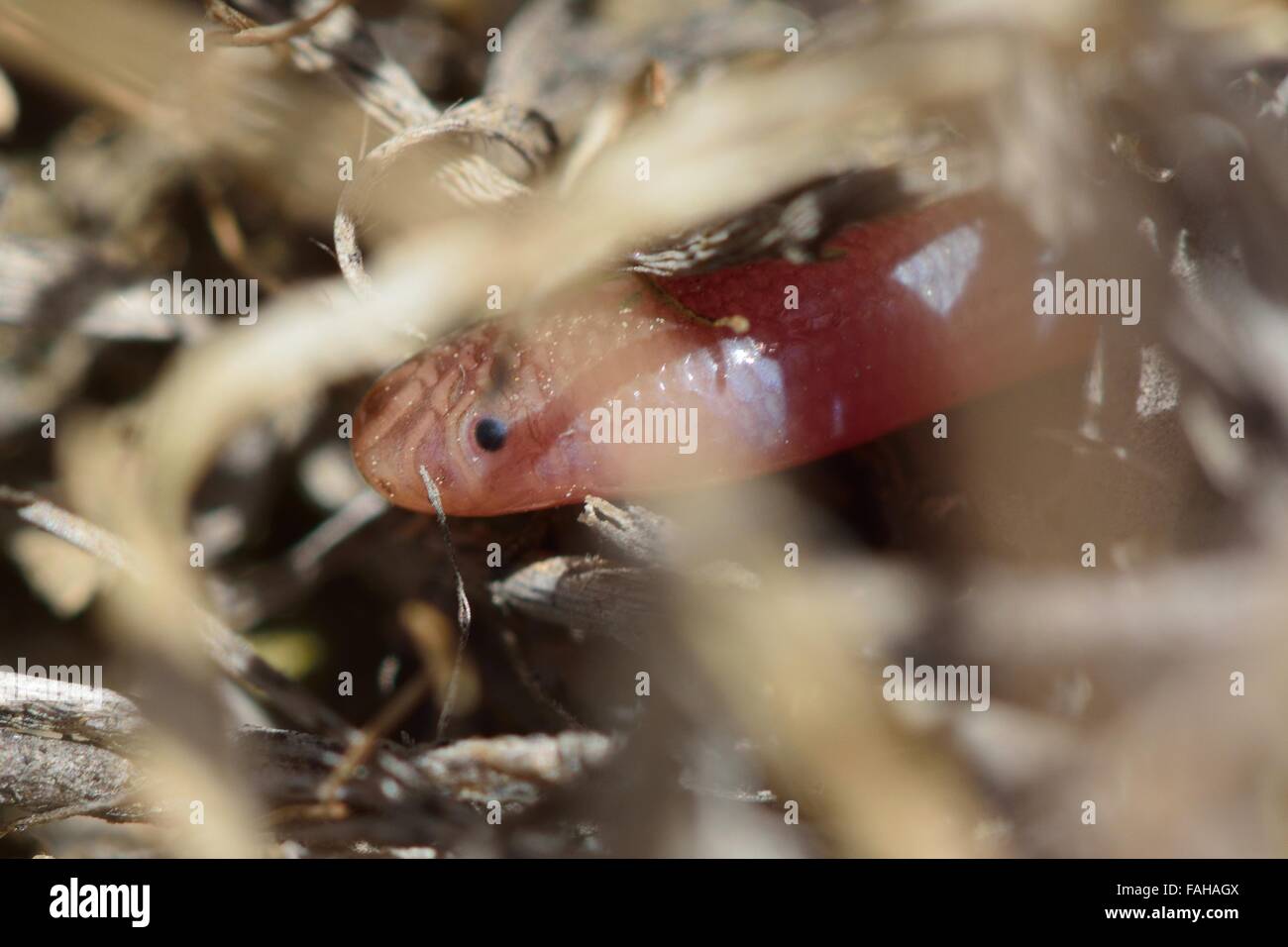 Europäische blinde Schlange (Blödmann Vermicularis) im Unterholz. Eine einzigartige Endlosschraube-wie Schlange in der Familie Typhlopidae, in Aserbaidschan Stockfoto