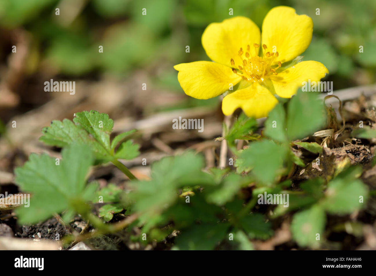 Kriechende Fingerkraut (Potentilla Reptans). Eine Pflanze in der rose (Rosengewächse) Familie in Blüte, vom Boden aus gesehen Stockfoto