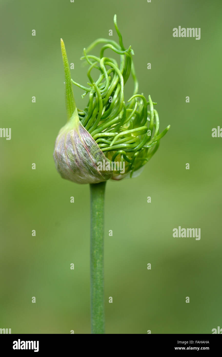 Wilde Zwiebel (Allium Vineale) im Keim zu ersticken, zu blühen. Eine Pflanze in der Blüte Amaryllisgewächse und wilden Verwandten des Gemüses Stockfoto