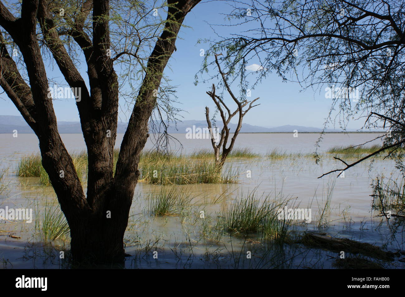 Lake Baringo. Am Ufer des Lake Baringo überflutet durch El Niño. Stockfoto