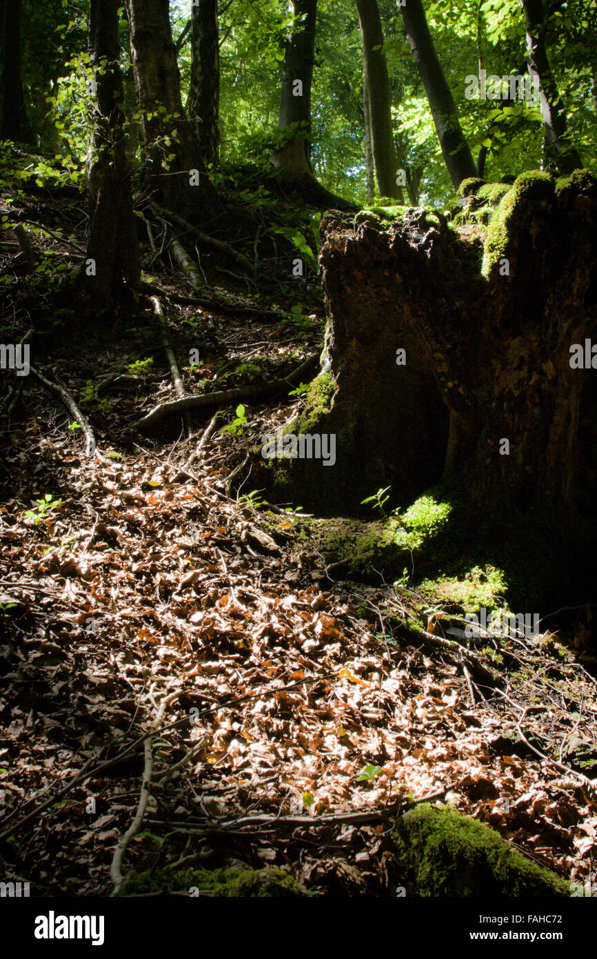 Mystische aussehende Waldweg Stockfoto