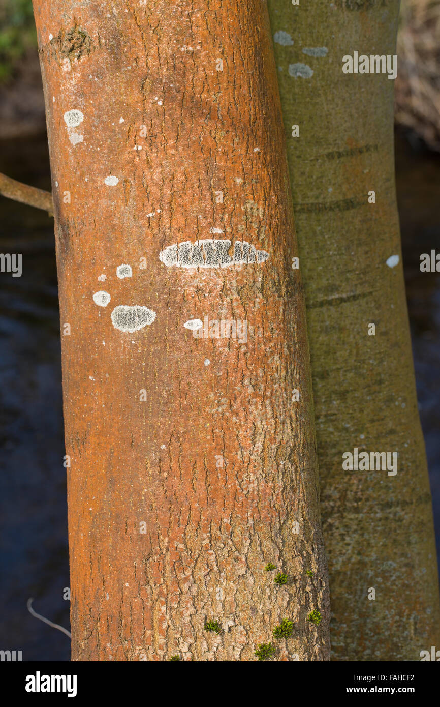 Grünalge, Grünalgen, bellen, Orangerote Luftalge, Luftalgen, Grünalge, Rinde, Trentepohlia Aurea, Chlorophyta, Aerophyten Stockfoto