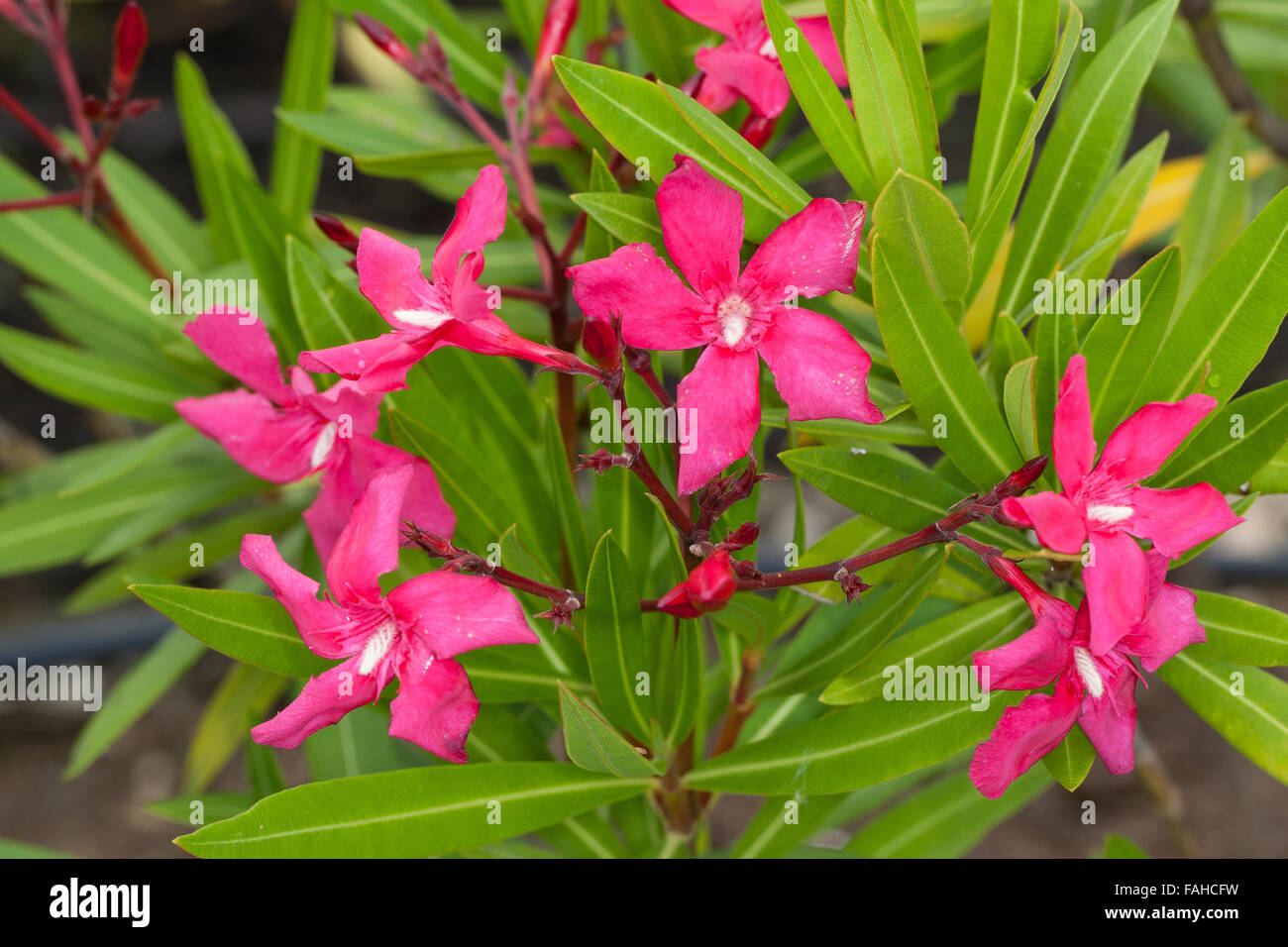 Rosebay, Oleander, Rosenlorbeer, Oleander, Nerium Oleander, Le Laurier Rose, Oléandre, Rarement Rosage, Nérion, Lauraine Stockfoto