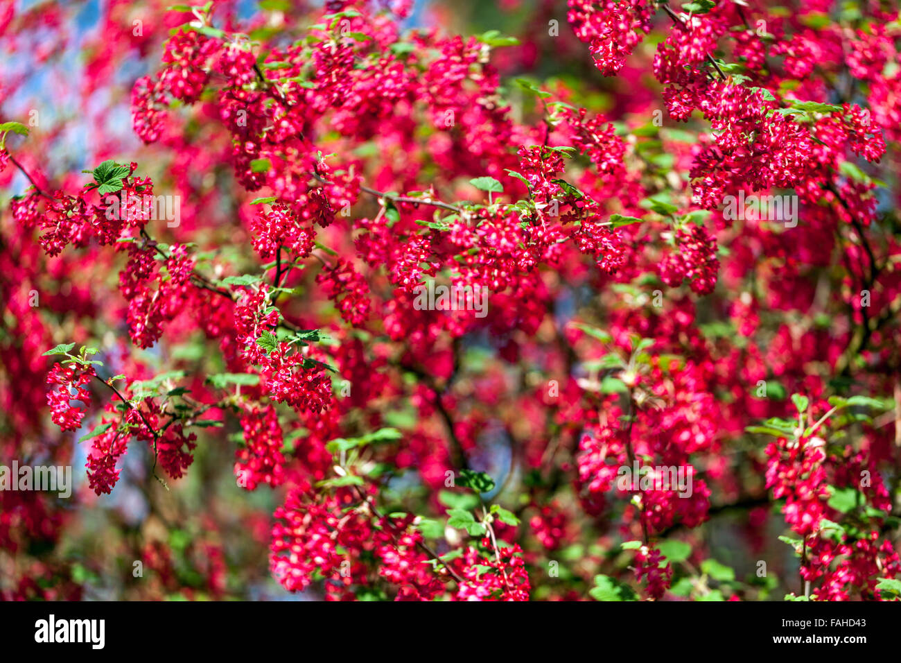 Ribes Sanguineum "Koja" Johannisbeere Stockfoto
