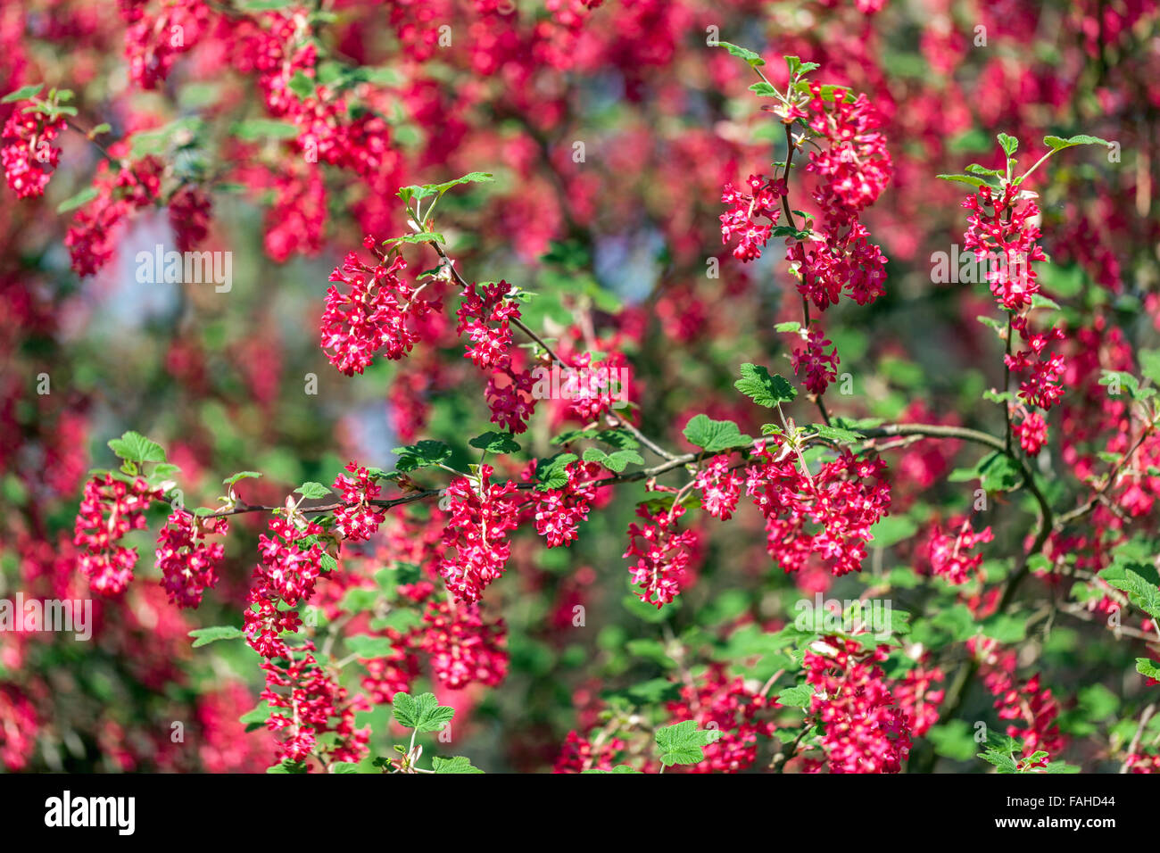 Red Ribes sanguineum 'Koja' Johannisbeere Stockfoto