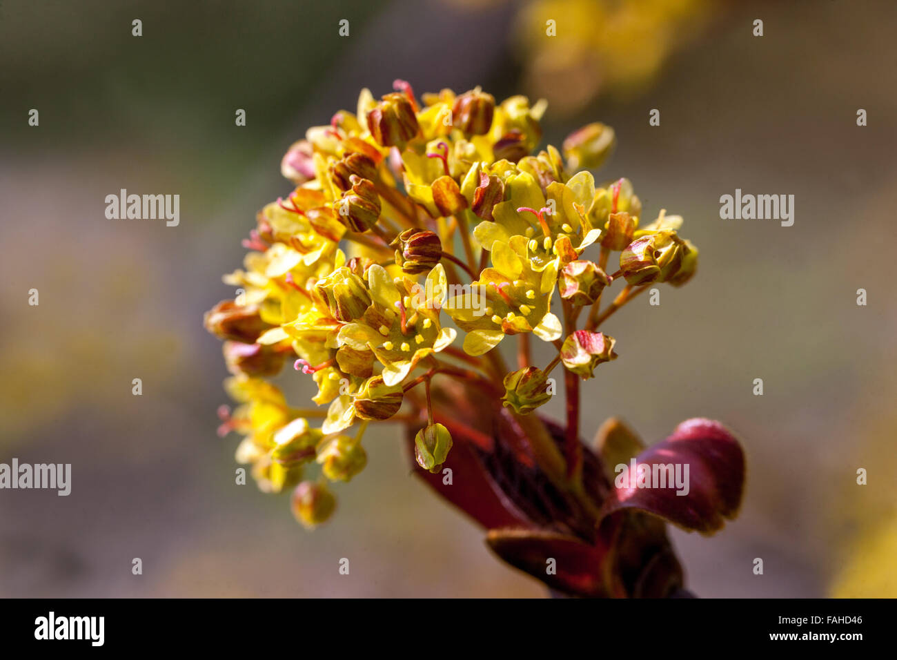 Acer plantanoides, Crimson King, Norwegen Ahorn blüht im Frühling Stockfoto