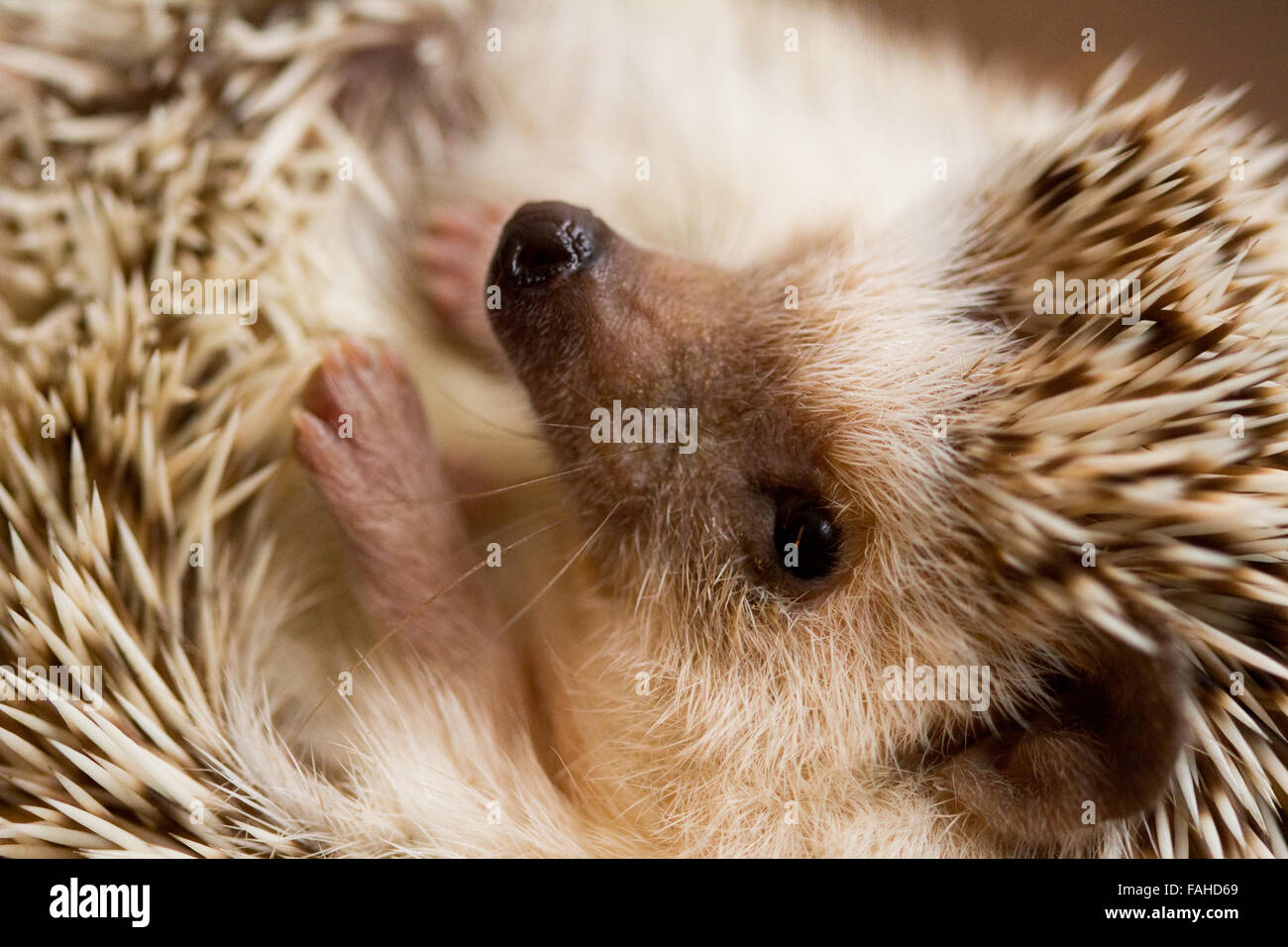 Afrikanische Pygmy Hedgehog zusammengerollt Stockfoto