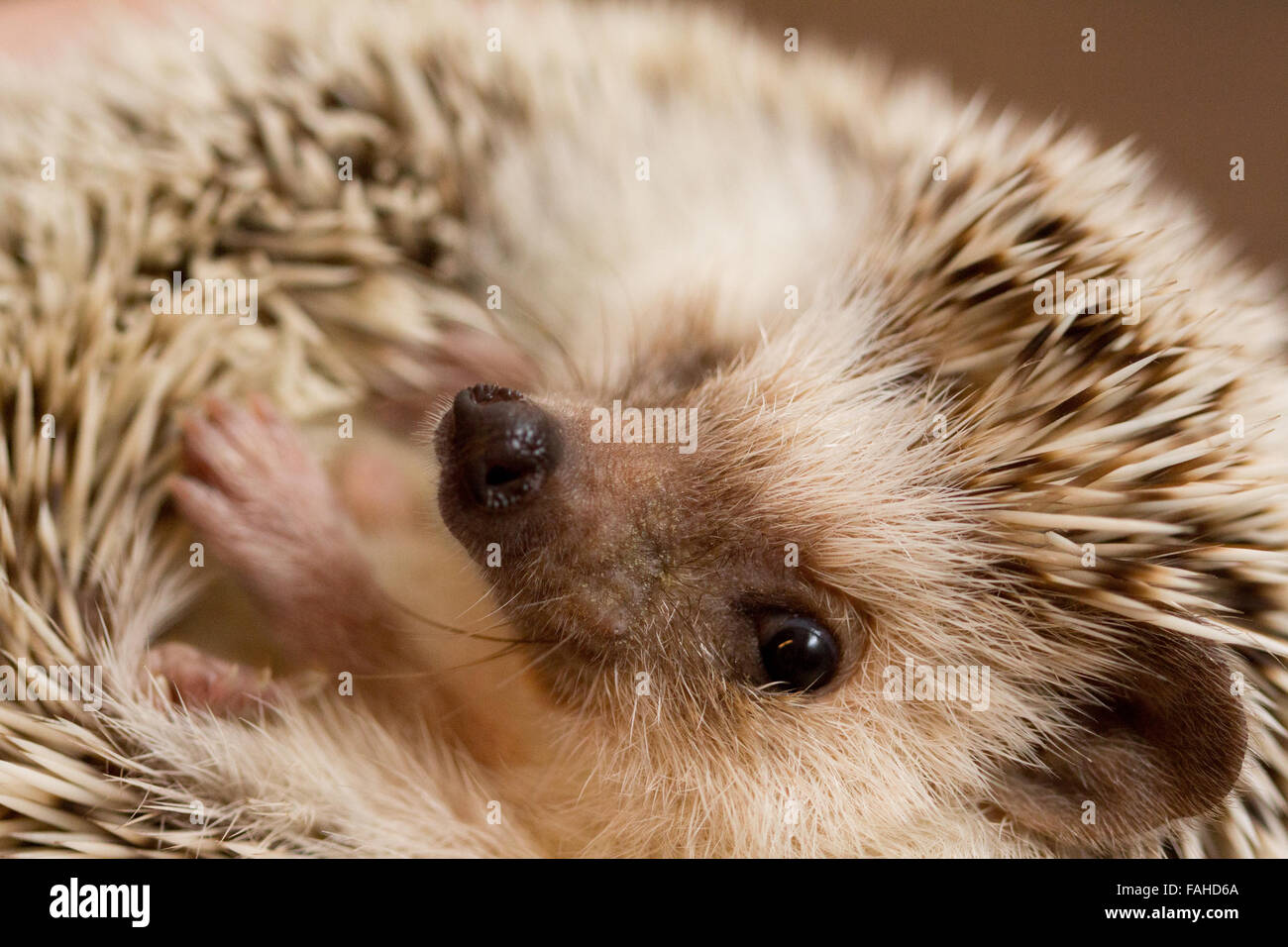 Afrikanische Pygmy Hedgehog zusammengerollt Stockfoto