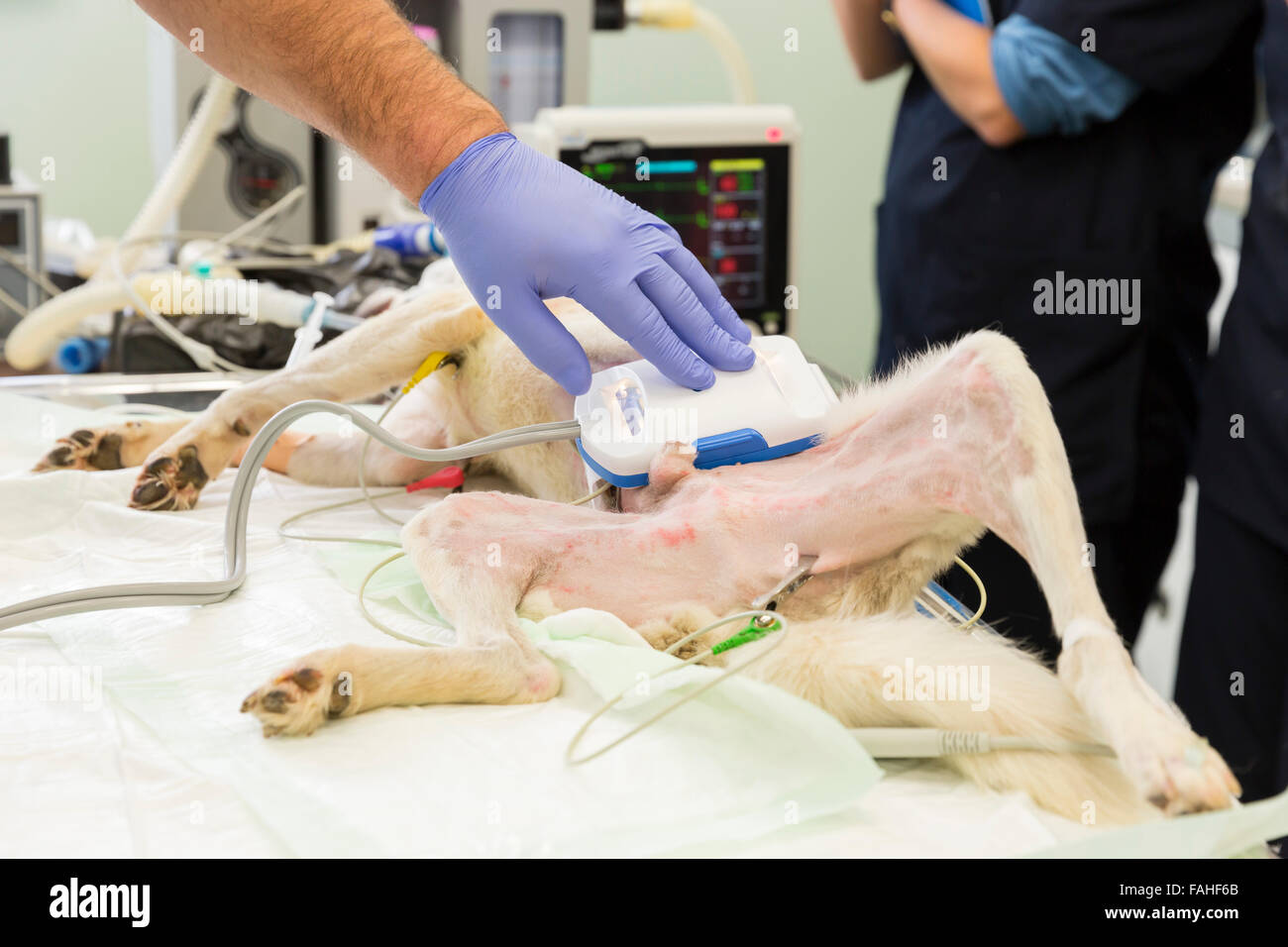 Ein Hund wird in einer tierärztlichen Klinik betrieben. Die Operation ist Haut Pfropfen, nachdem der Hund in einem Hund Kampf verletzt worden war. Stockfoto